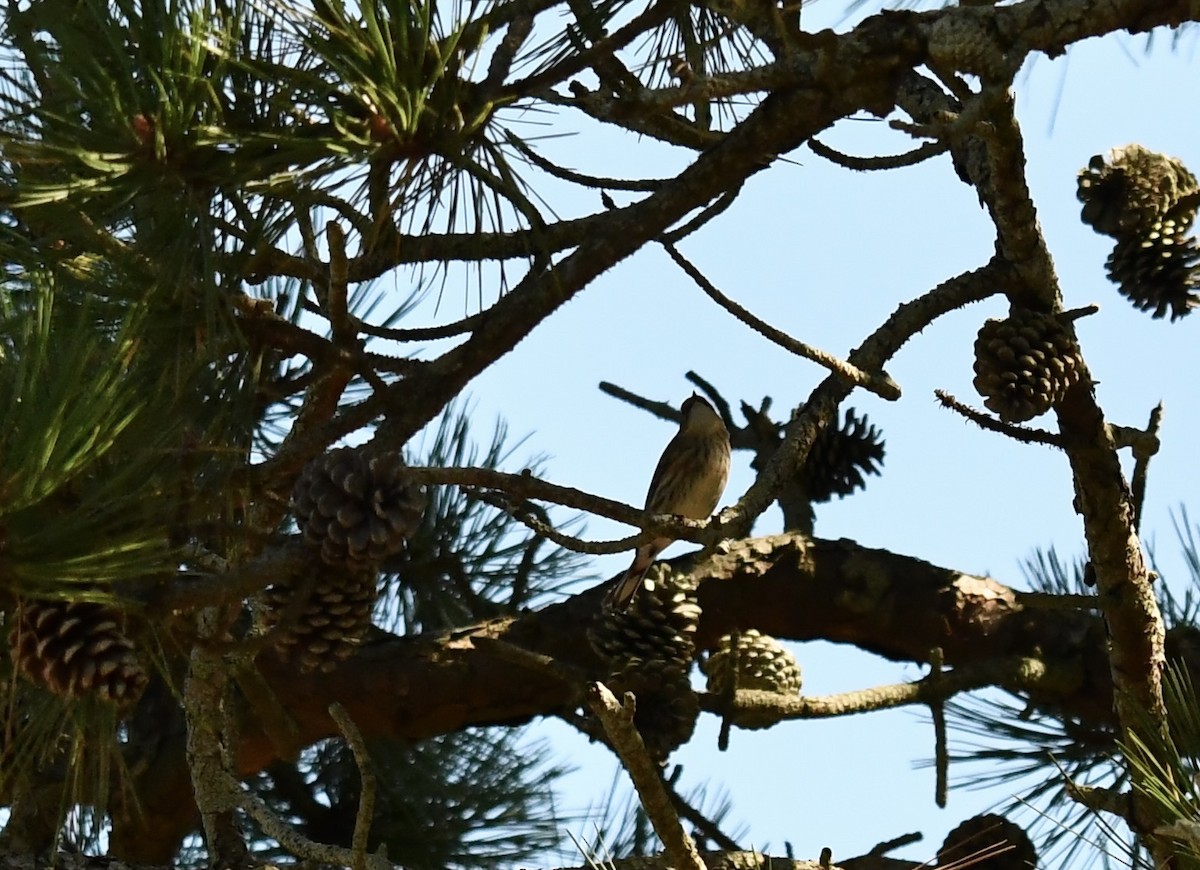 Yellow-rumped Warbler - ML643031067