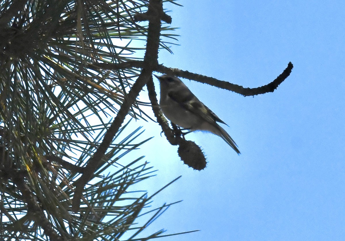 Erregetxo amerikarra - ML643031087