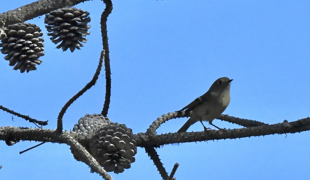 Erregetxo mottogorria - ML643031096