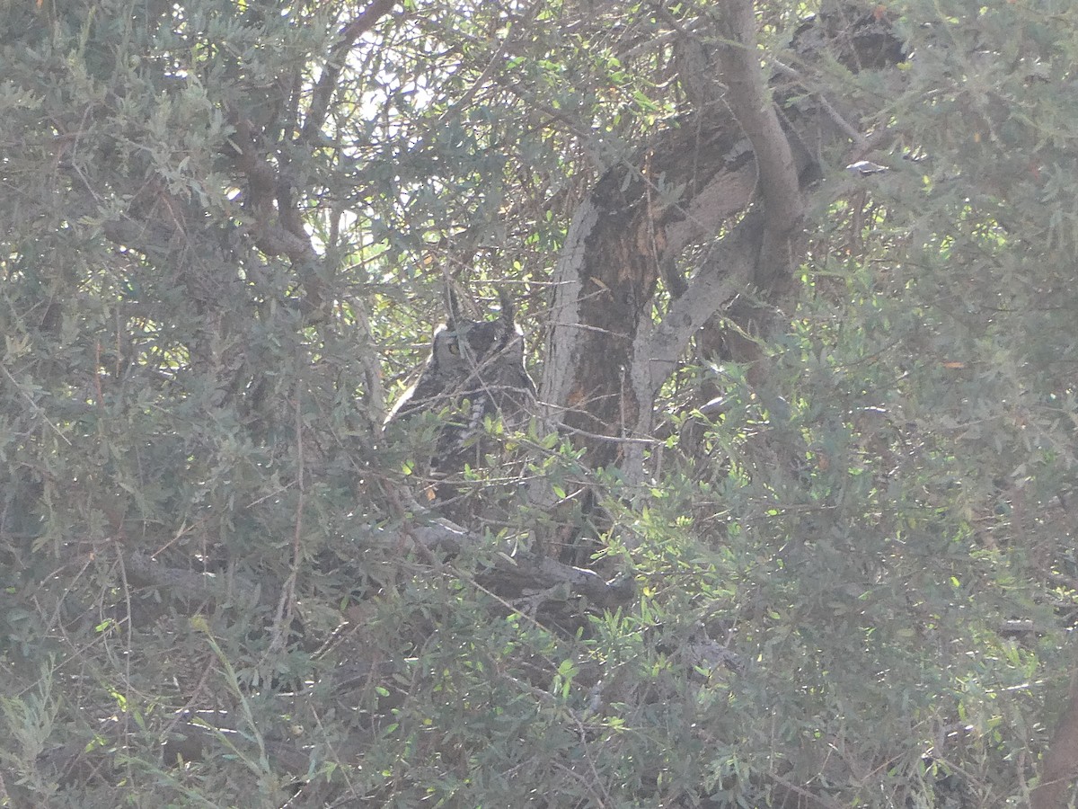 výr africký - ML643031119