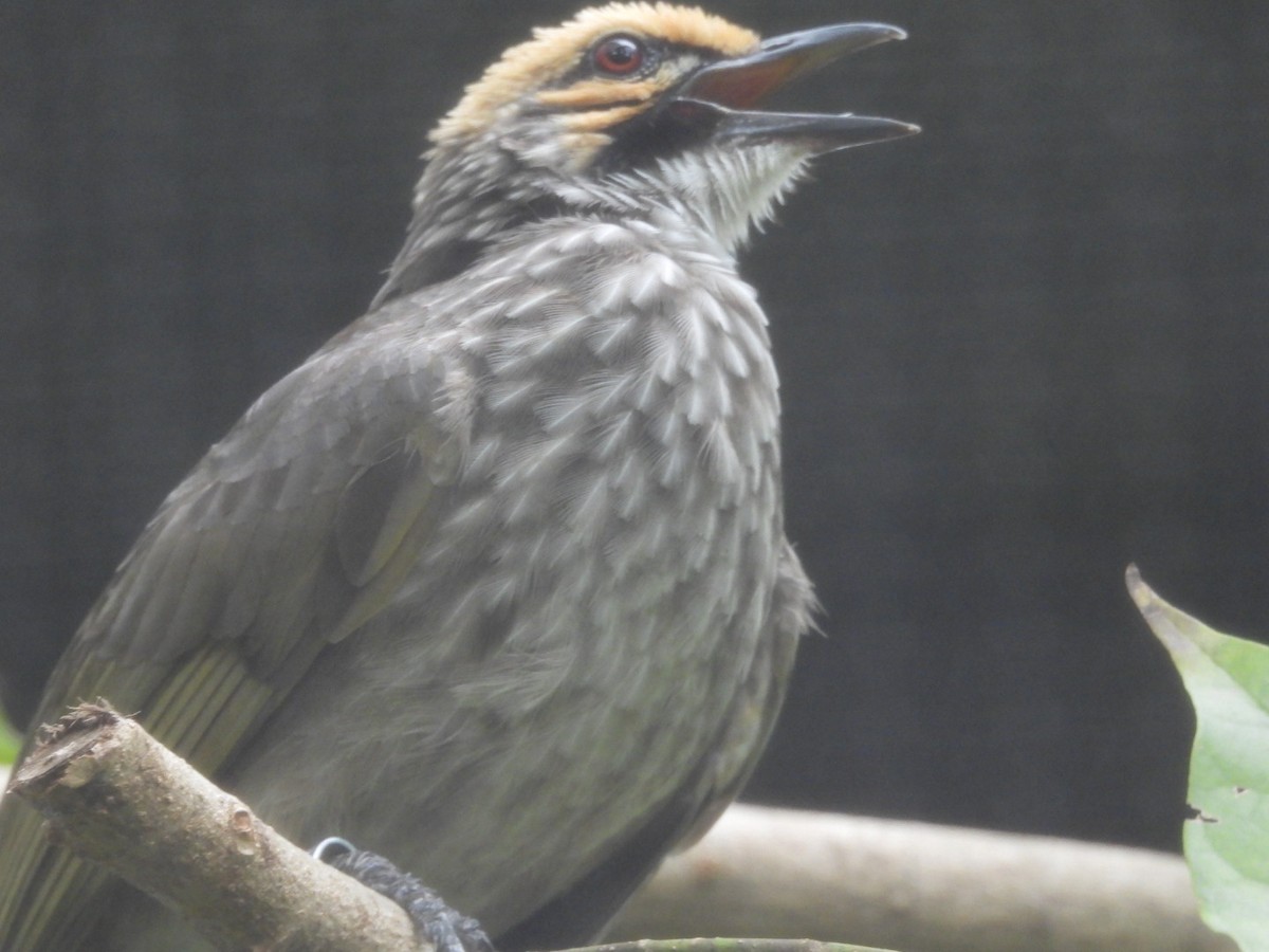 Bulbul à tête jaune - ML643031123