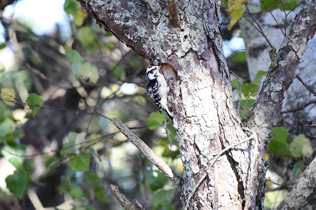 Downy Woodpecker - ML643031135