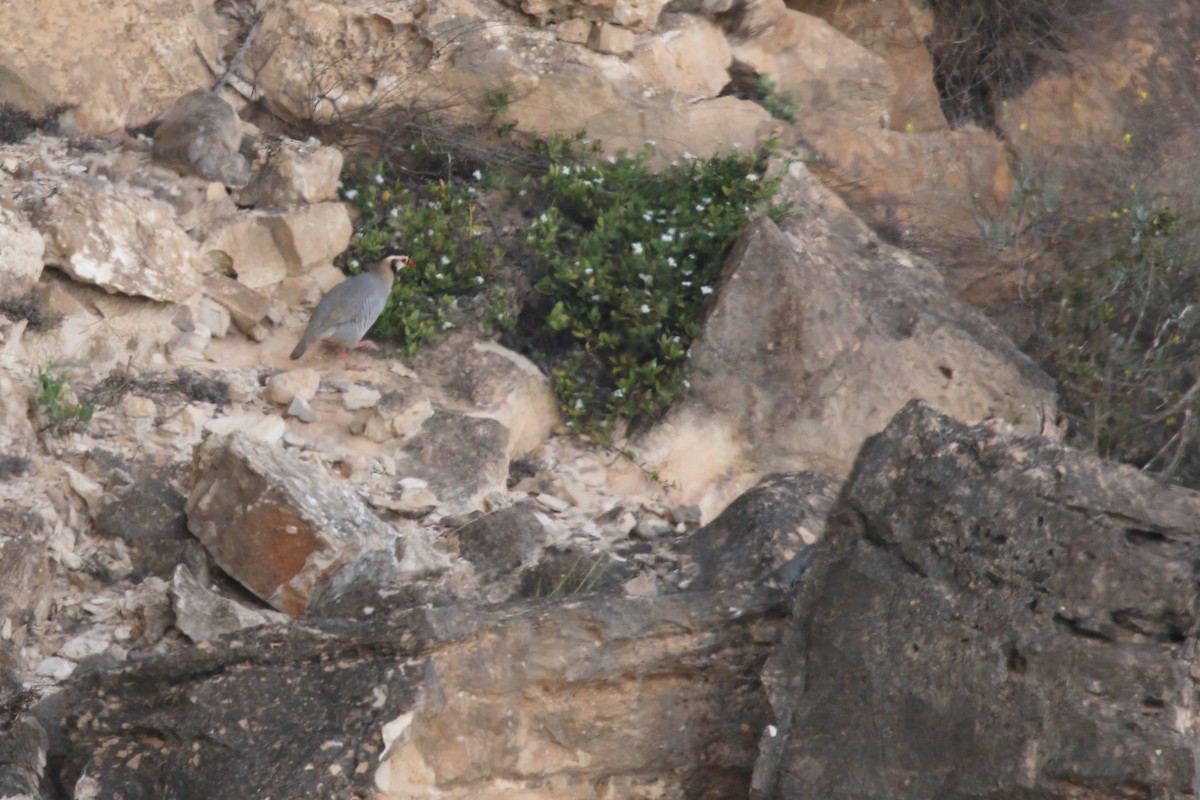 Arabian Partridge - ML643031145