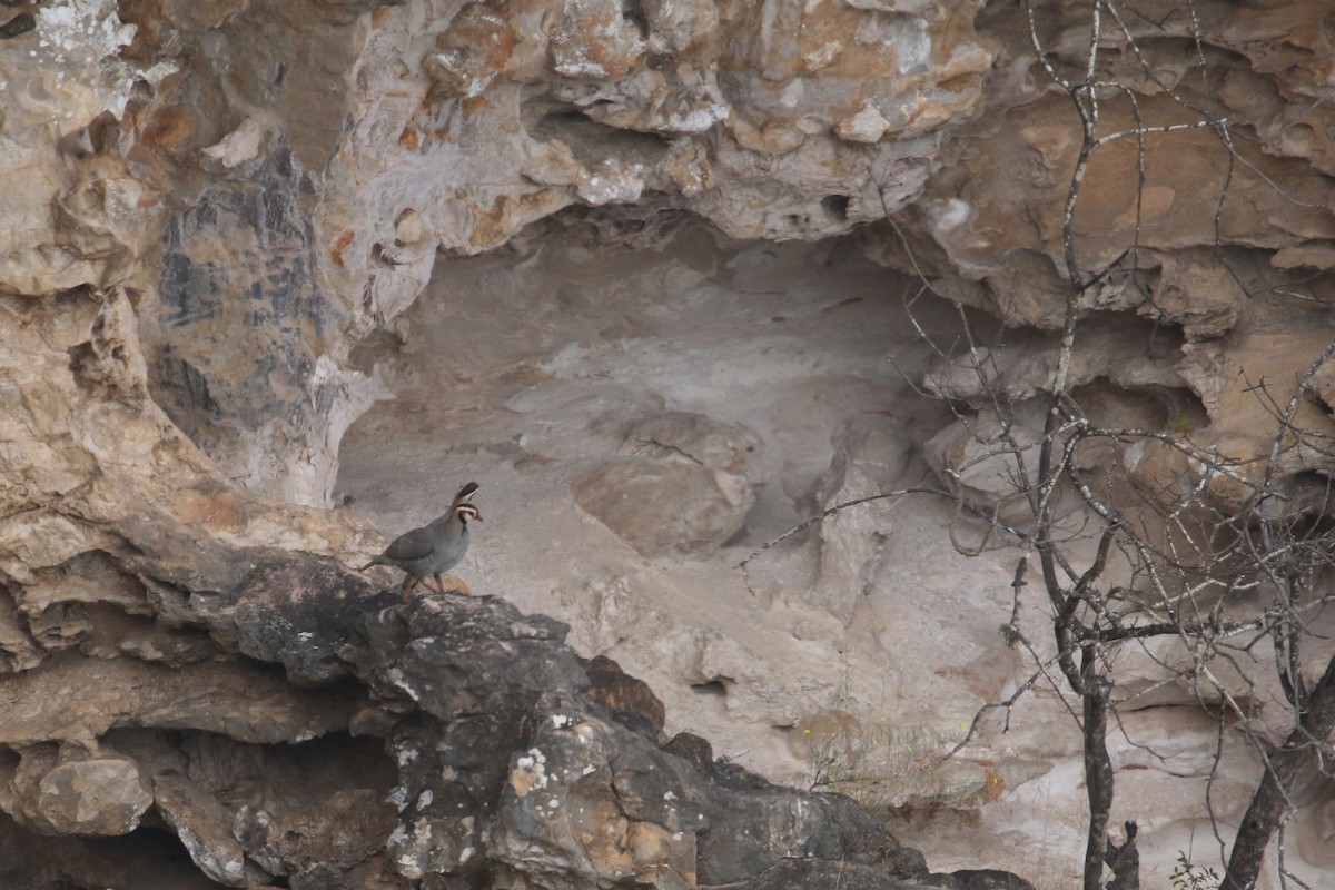 Arabian Partridge - ML643031150