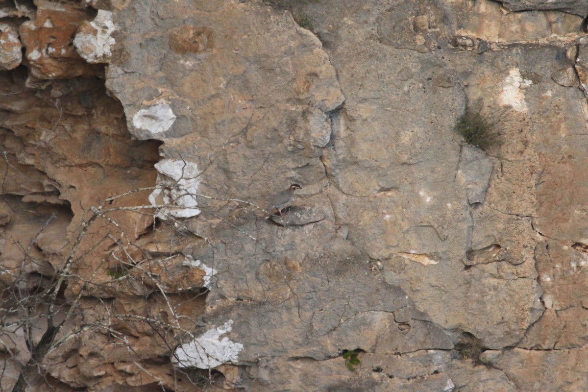 Arabian Partridge - ML643031151