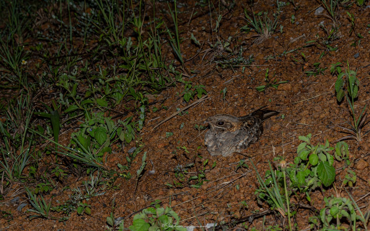 Indian Nightjar - ML643031177