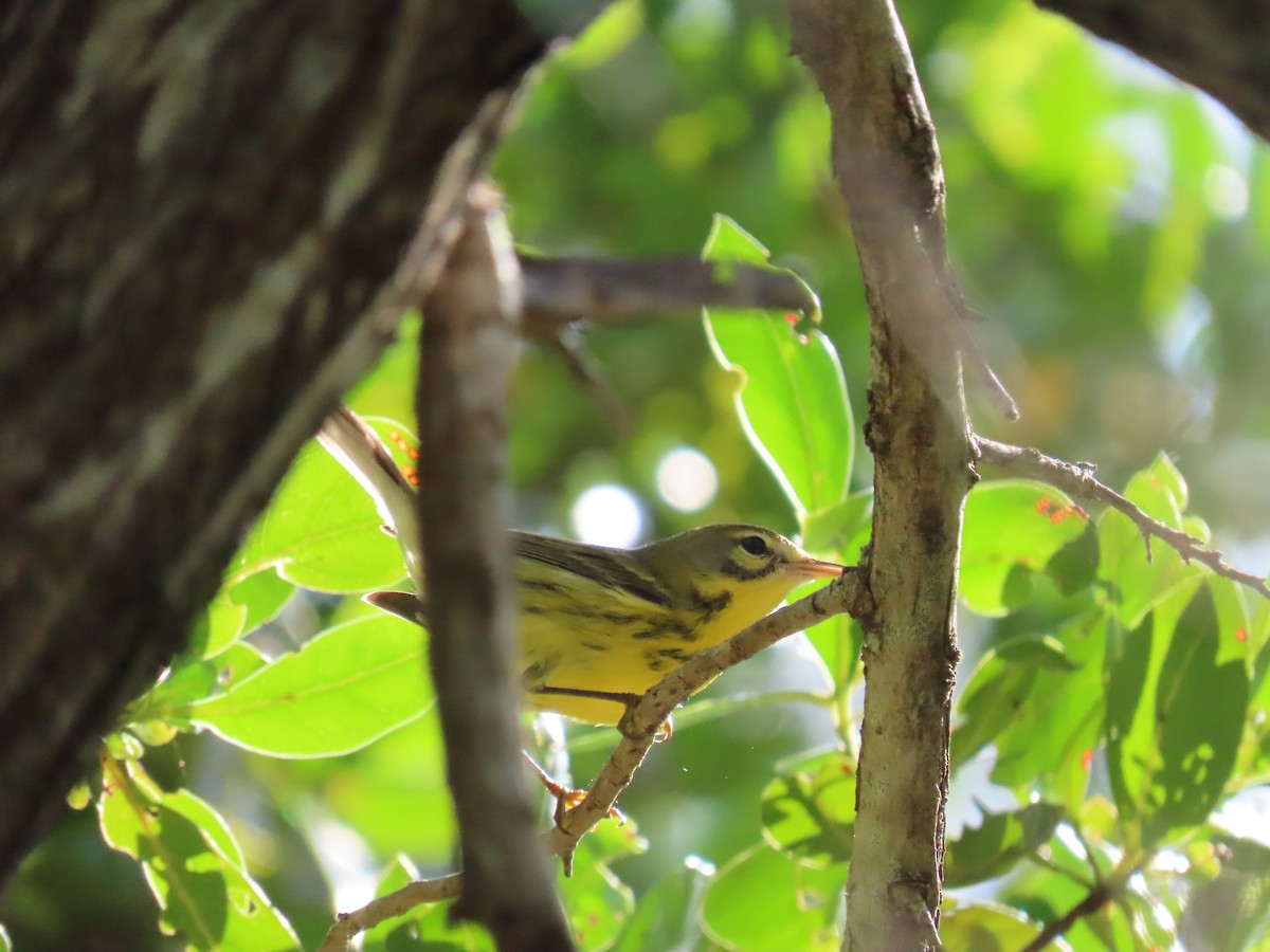 Prairie Warbler - ML643031197
