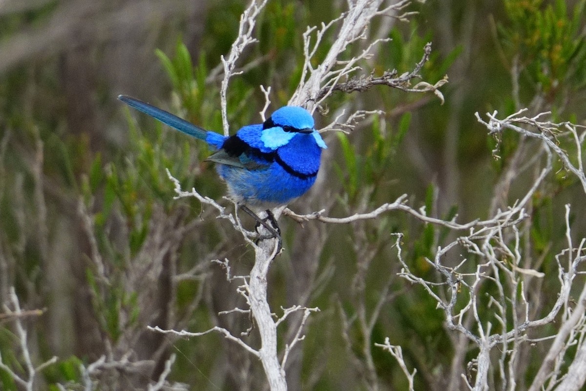Splendid Fairywren - ML643031209