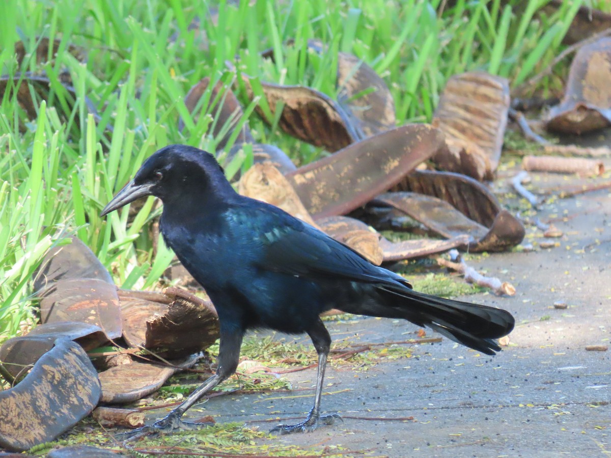 Boat-tailed Grackle - ML643031210