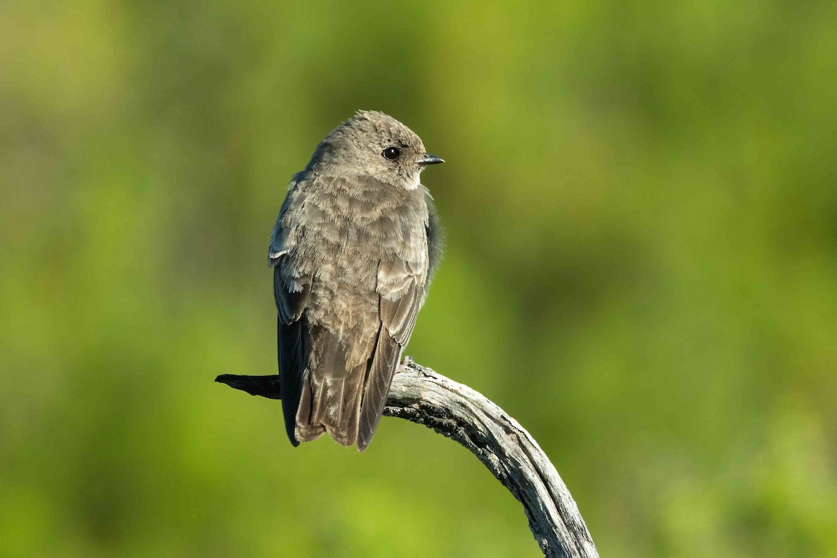 Plain Martin - ML643031212