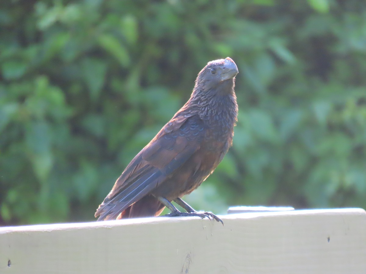 Smooth-billed Ani - ML643031218