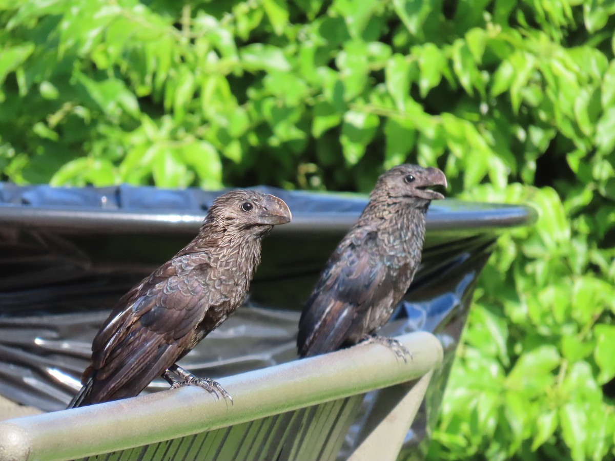 Smooth-billed Ani - ML643031219