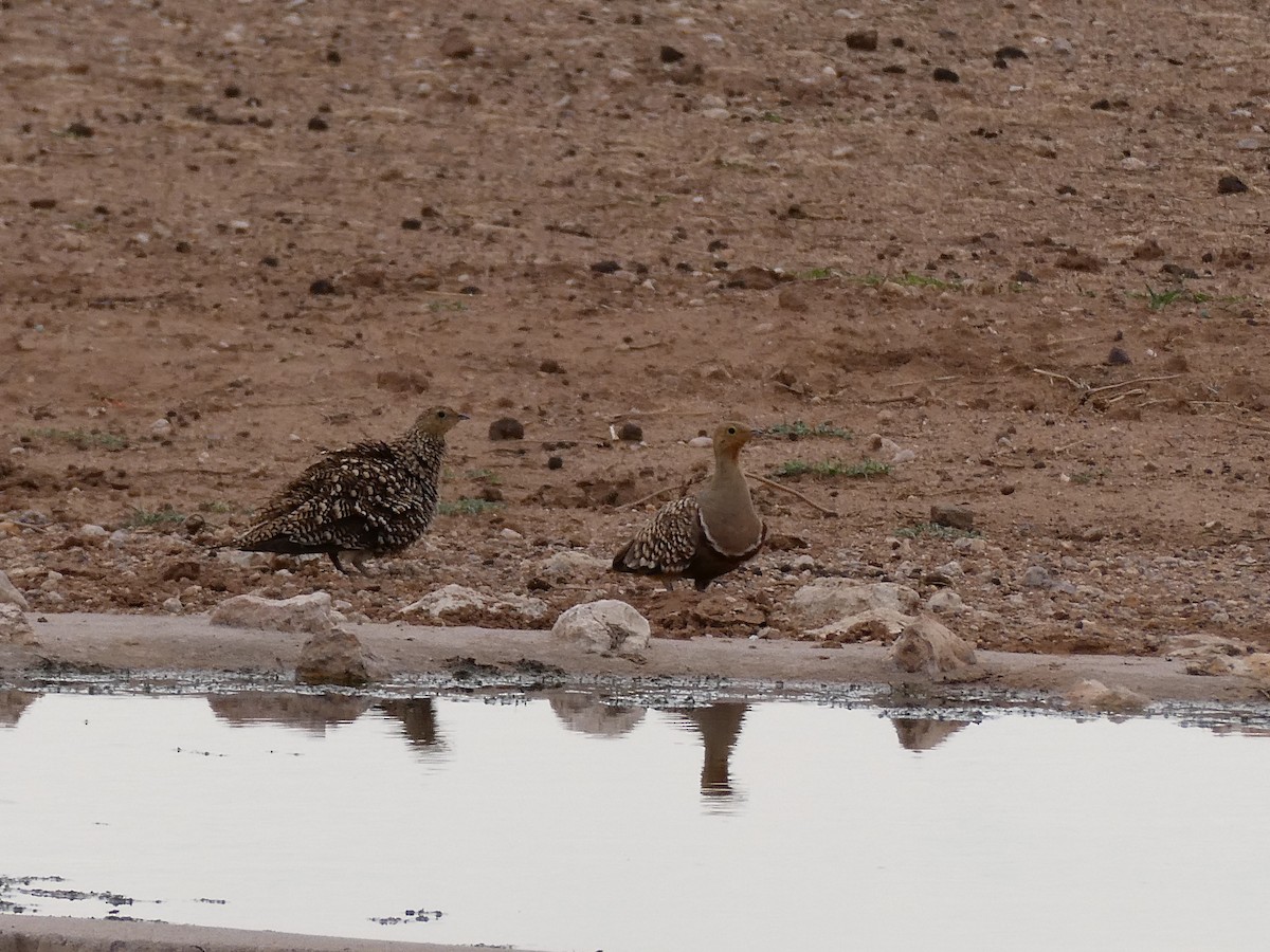 Namaqua Sandgrouse - ML643031228