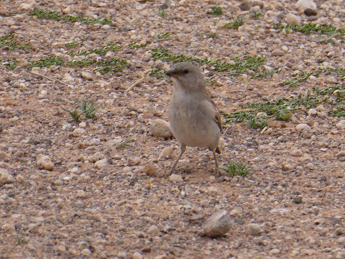 Southern Gray-headed Sparrow - ML643031236