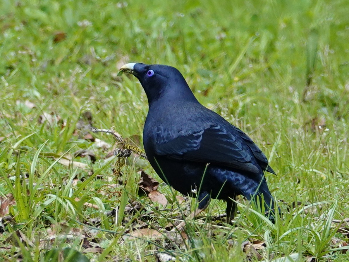 Satin Bowerbird - ML643031241