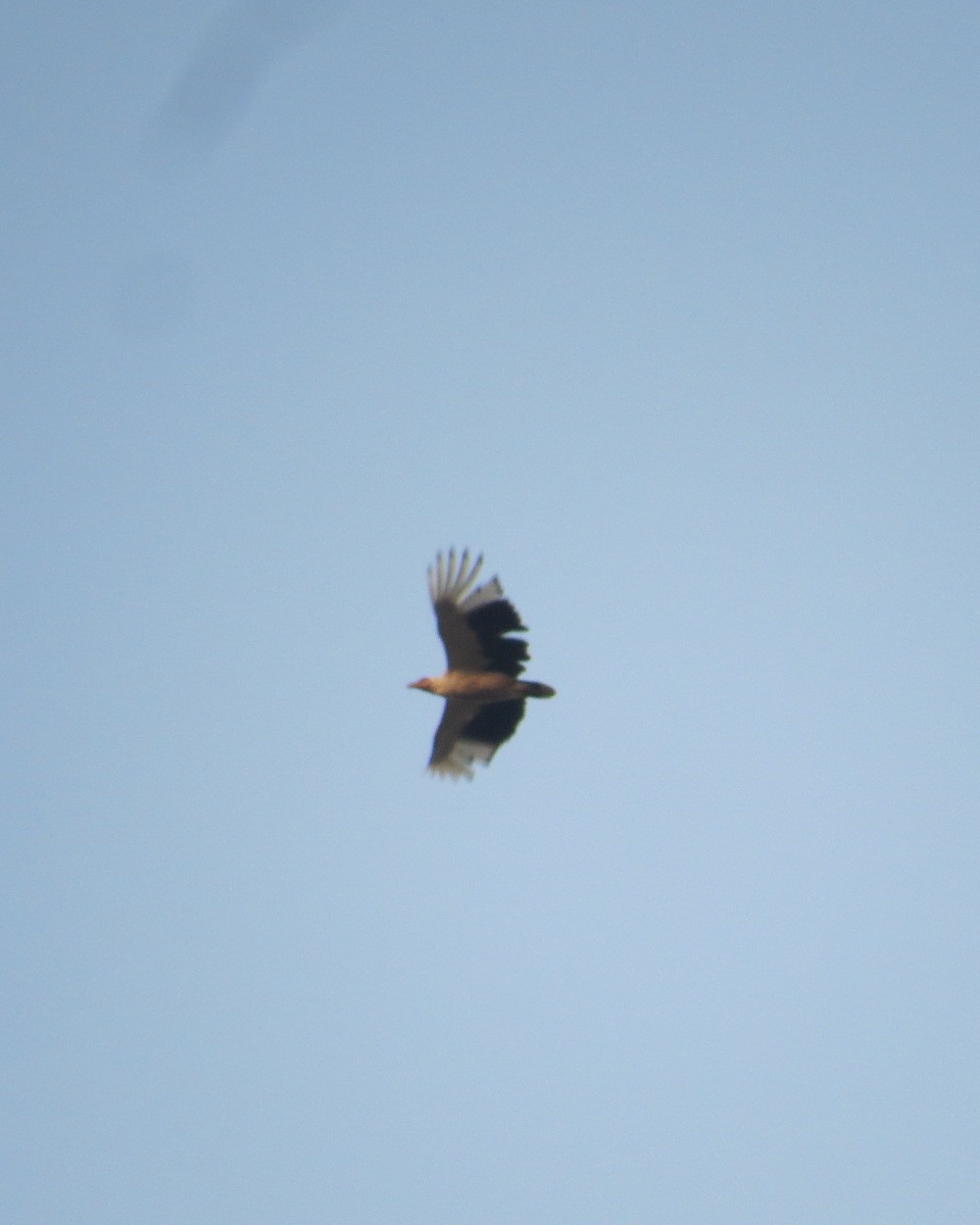 Palm-nut Vulture - ML643031254
