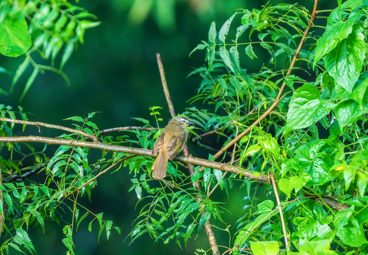 White-browed Bulbul - ML643031260