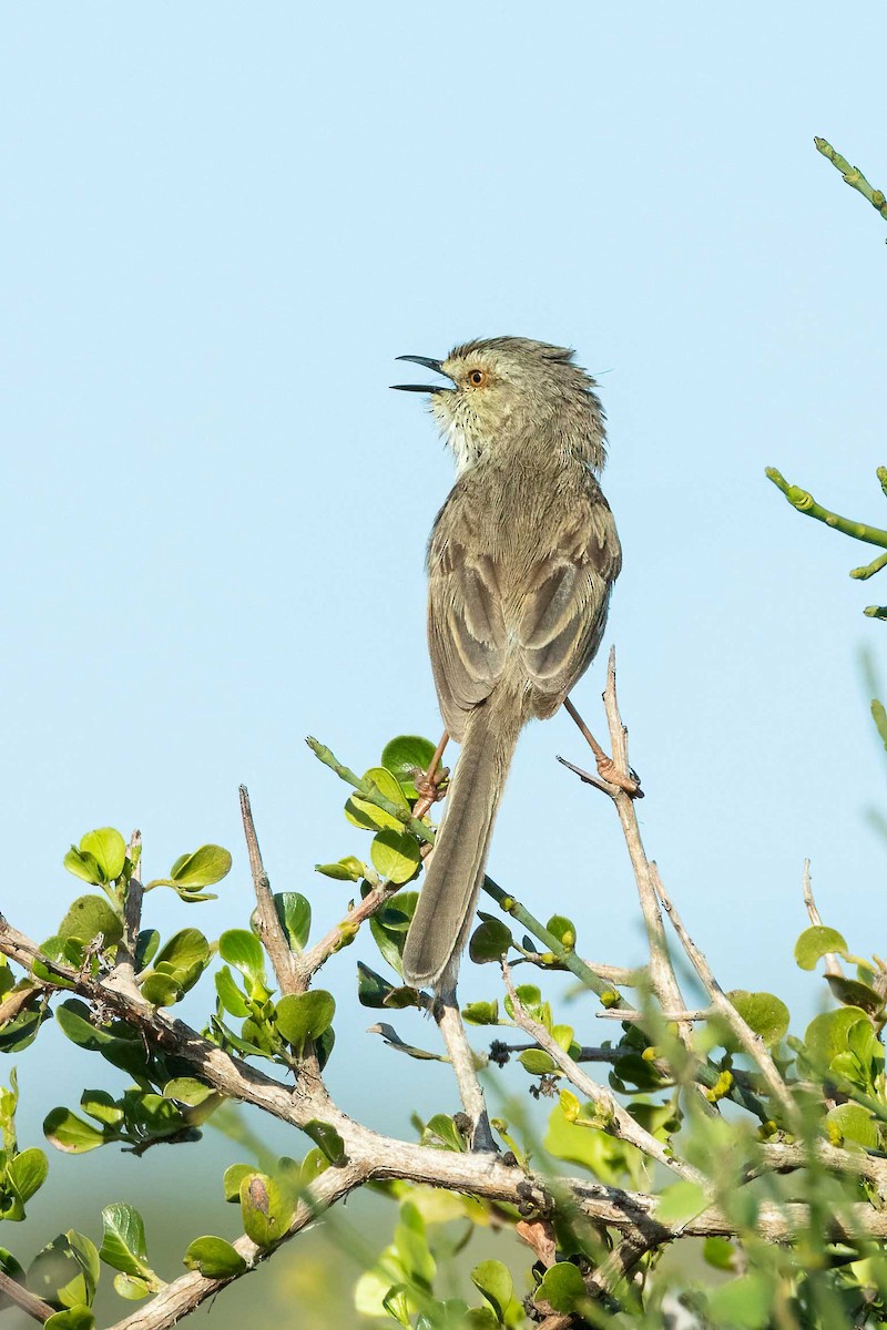 Karoo Prinia - ML643031276