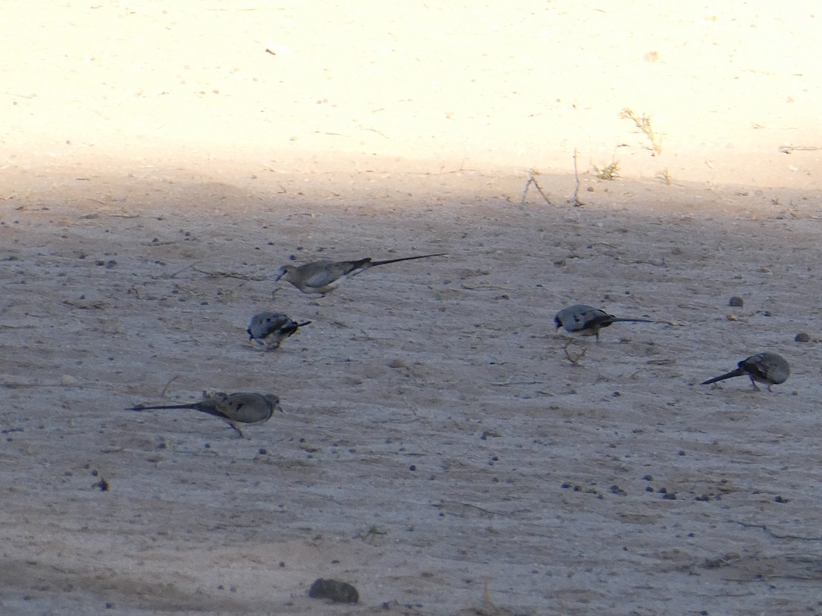 Namaqua Dove - ML643031285