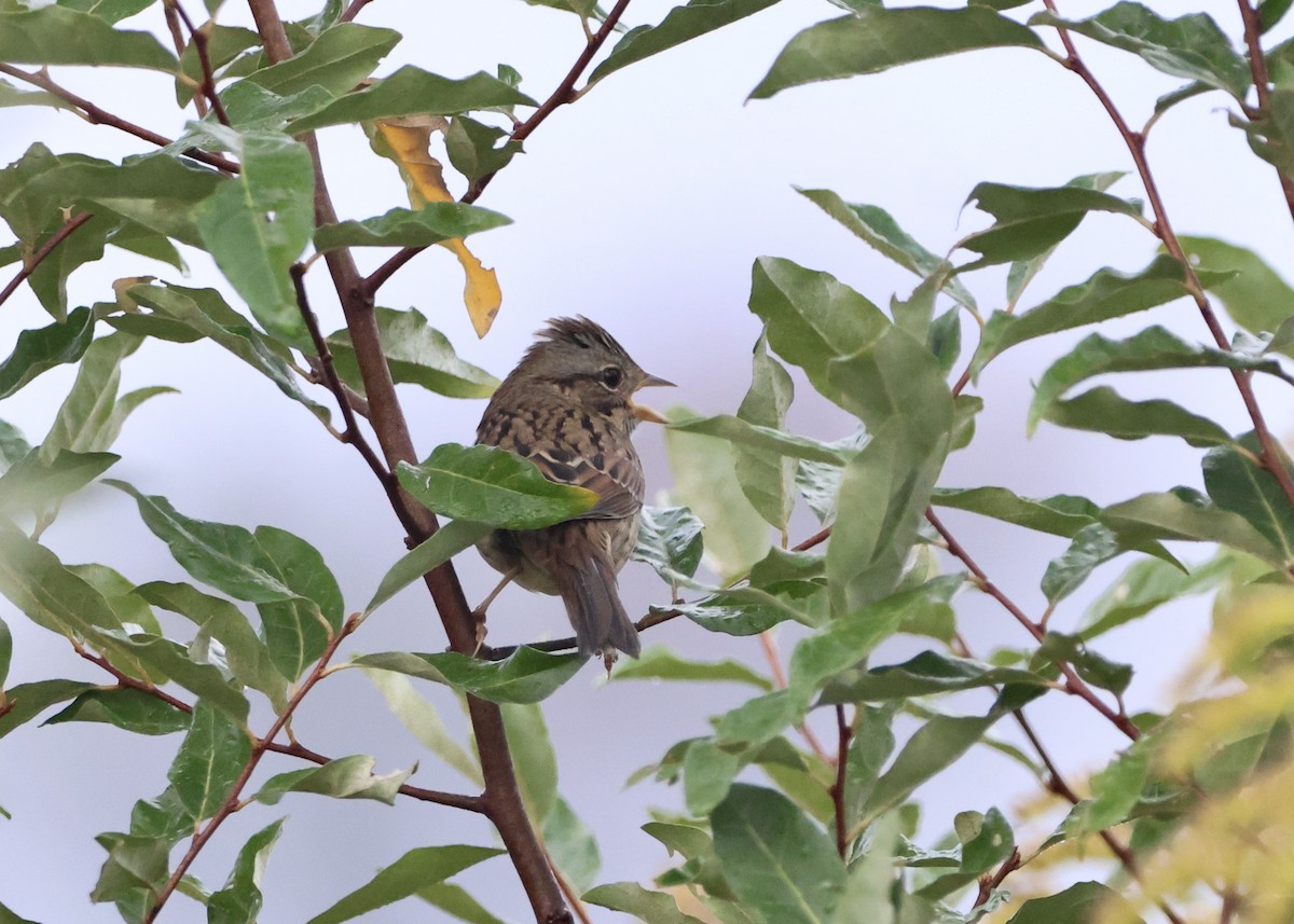 Lincoln's Sparrow - ML643031297