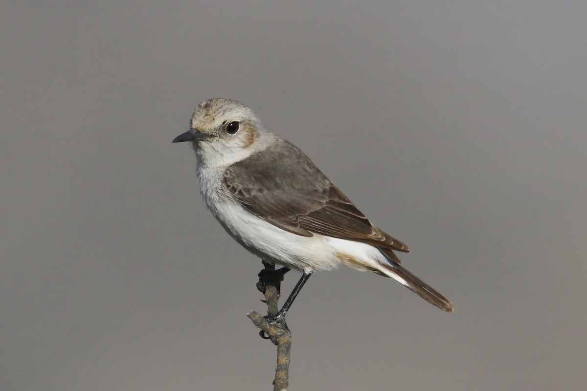 Arabian Wheatear - ML643031302