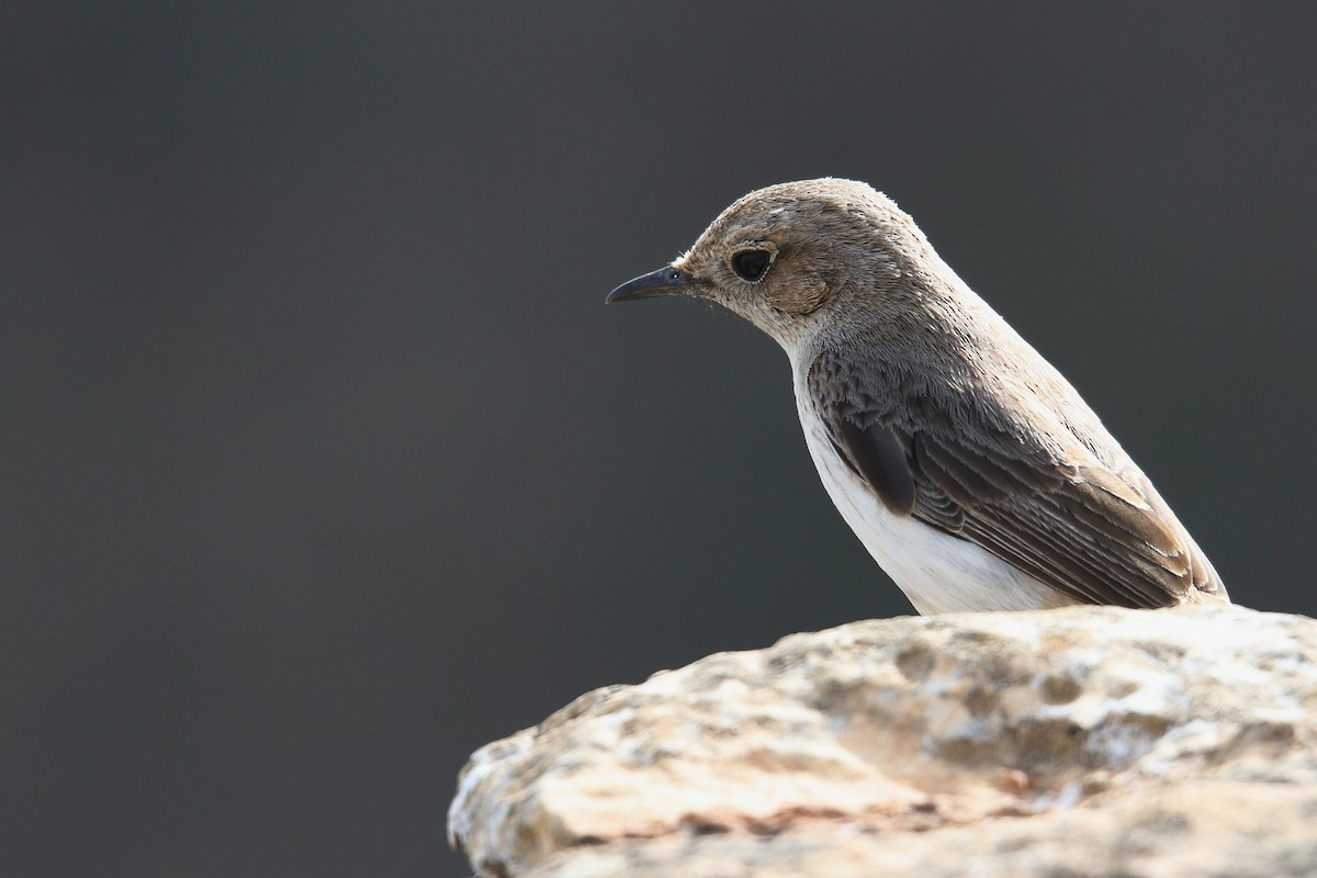 Arabian Wheatear - ML643031303