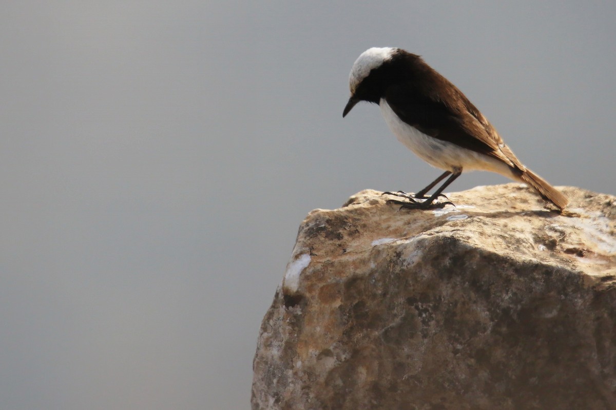 Arabian Wheatear - ML643031304