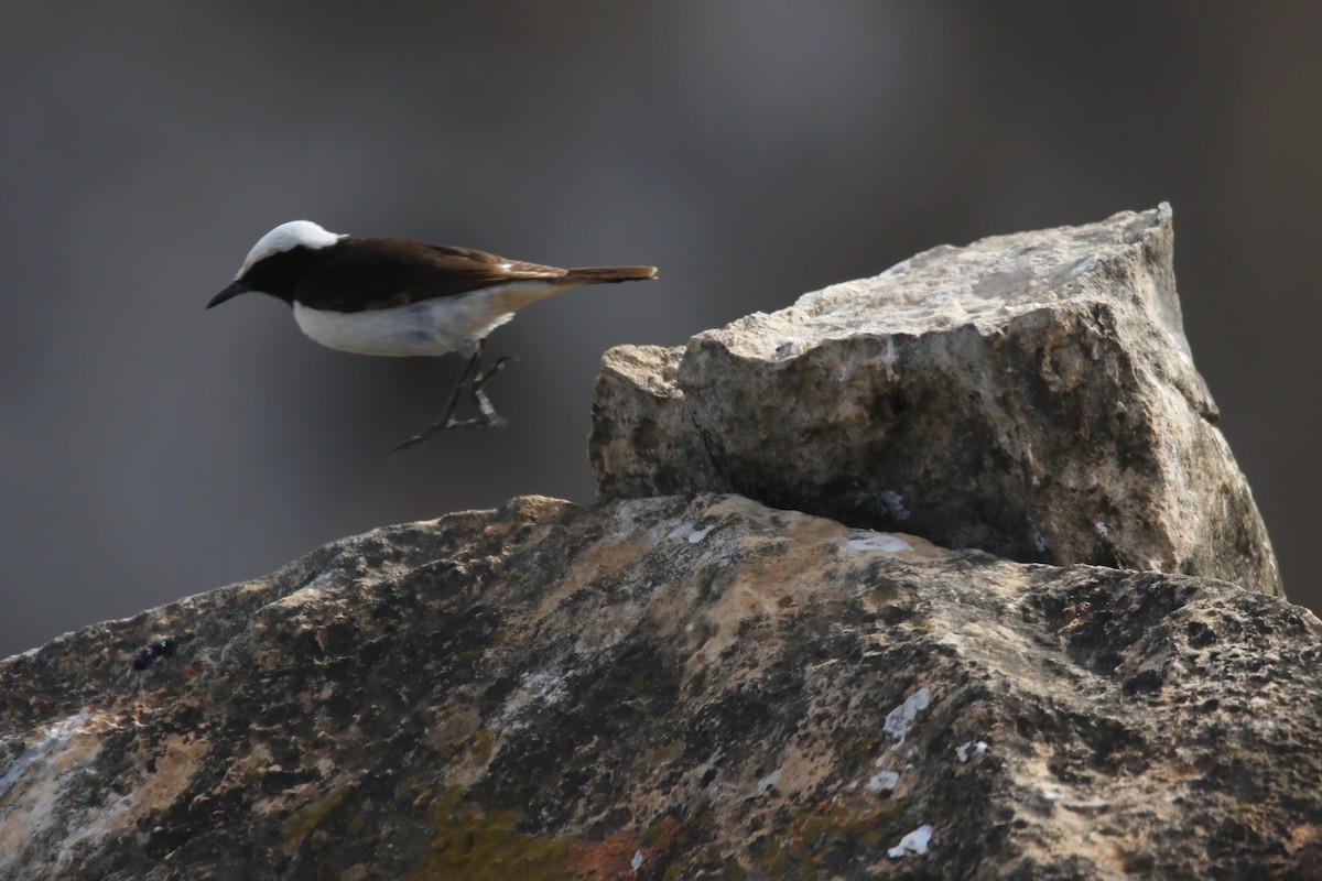 Arabian Wheatear - ML643031305