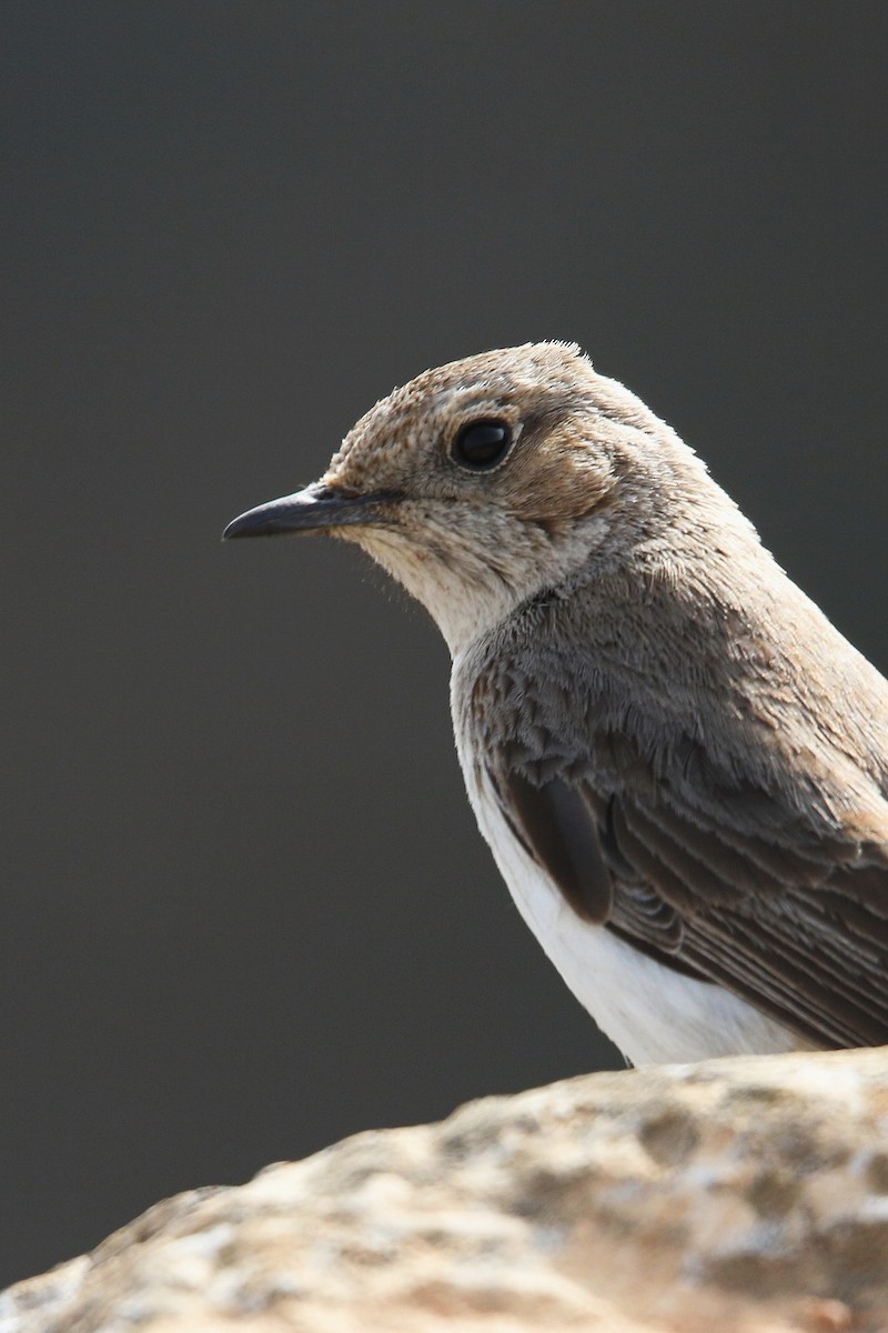 Arabian Wheatear - ML643031306