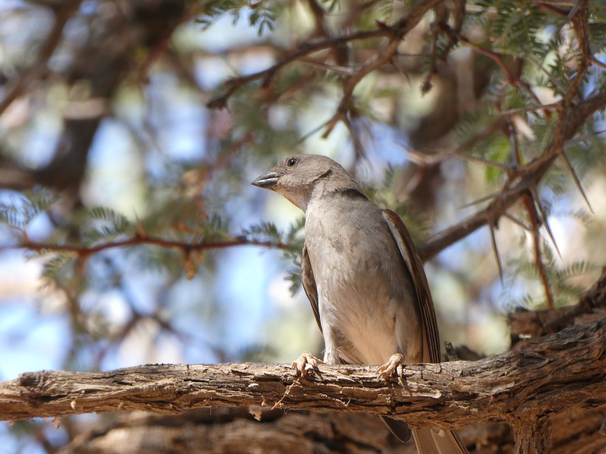 Southern Gray-headed Sparrow - ML643031308