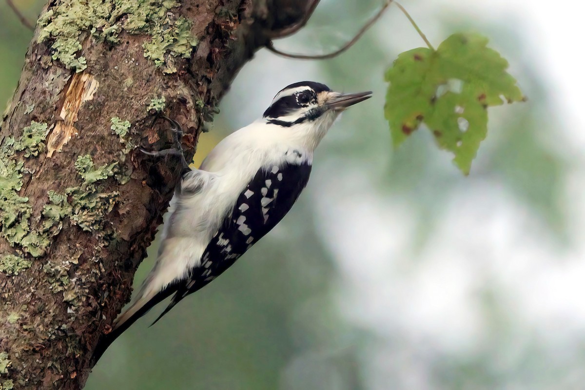 Hairy Woodpecker - ML643031322