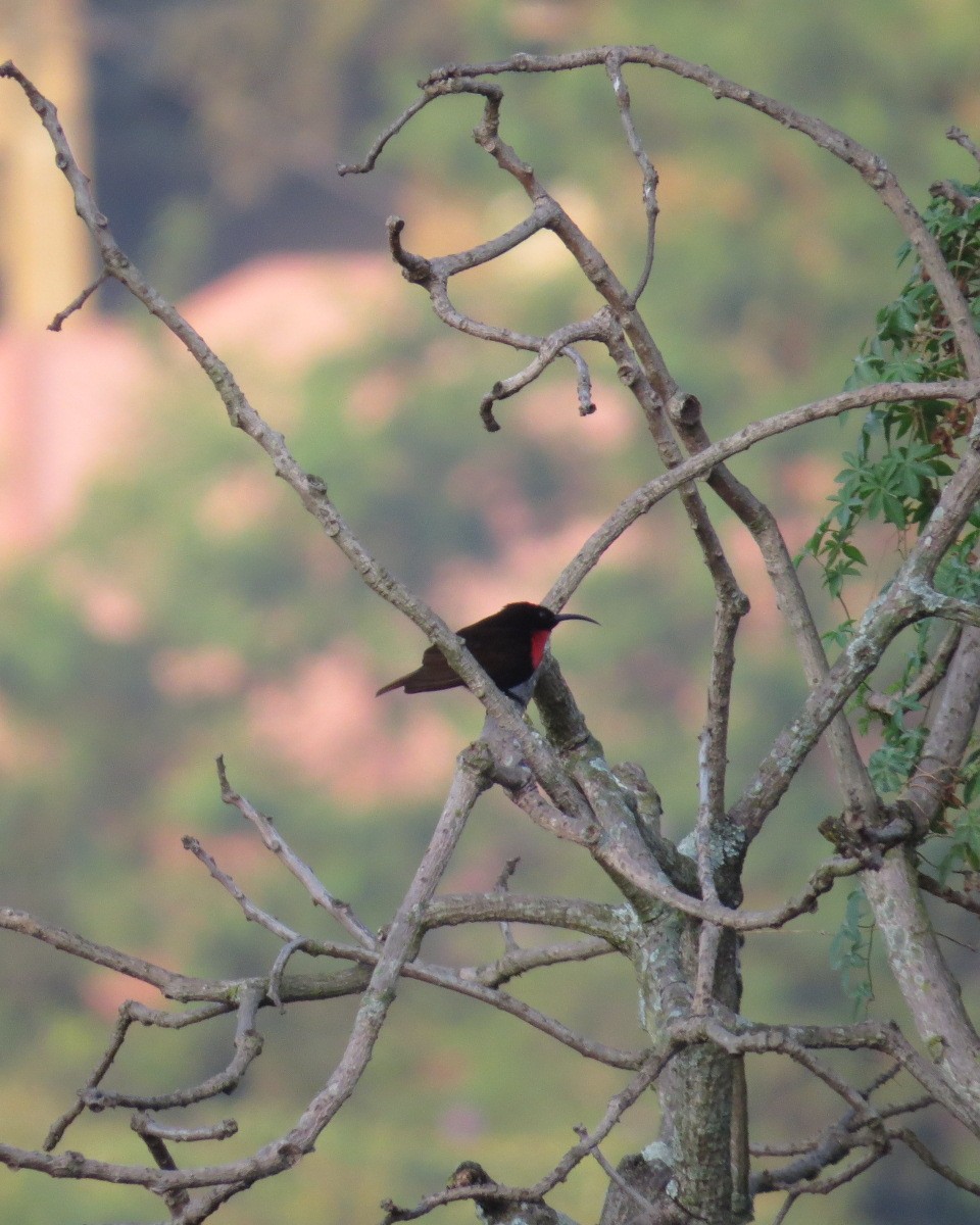 Scarlet-chested Sunbird - ML643031331