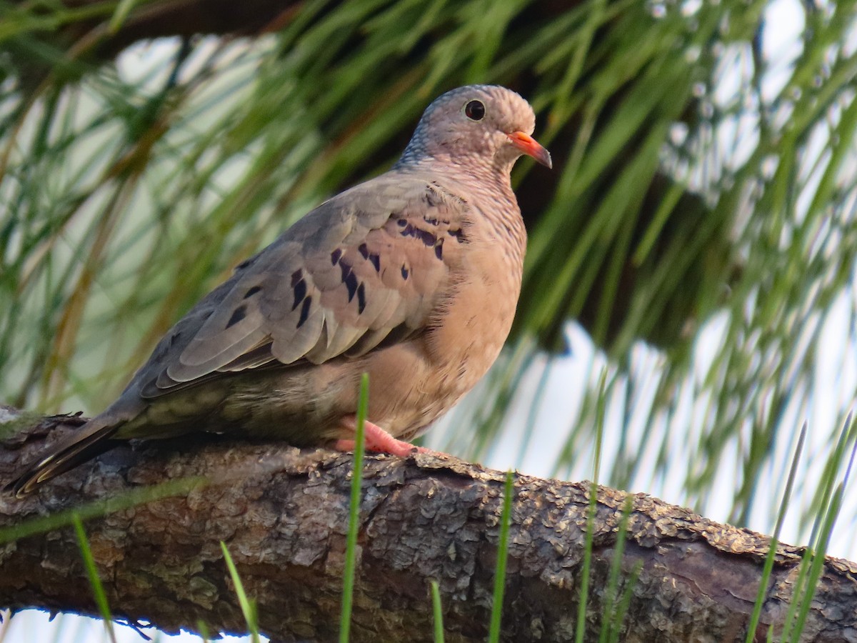Common Ground Dove - ML643031340