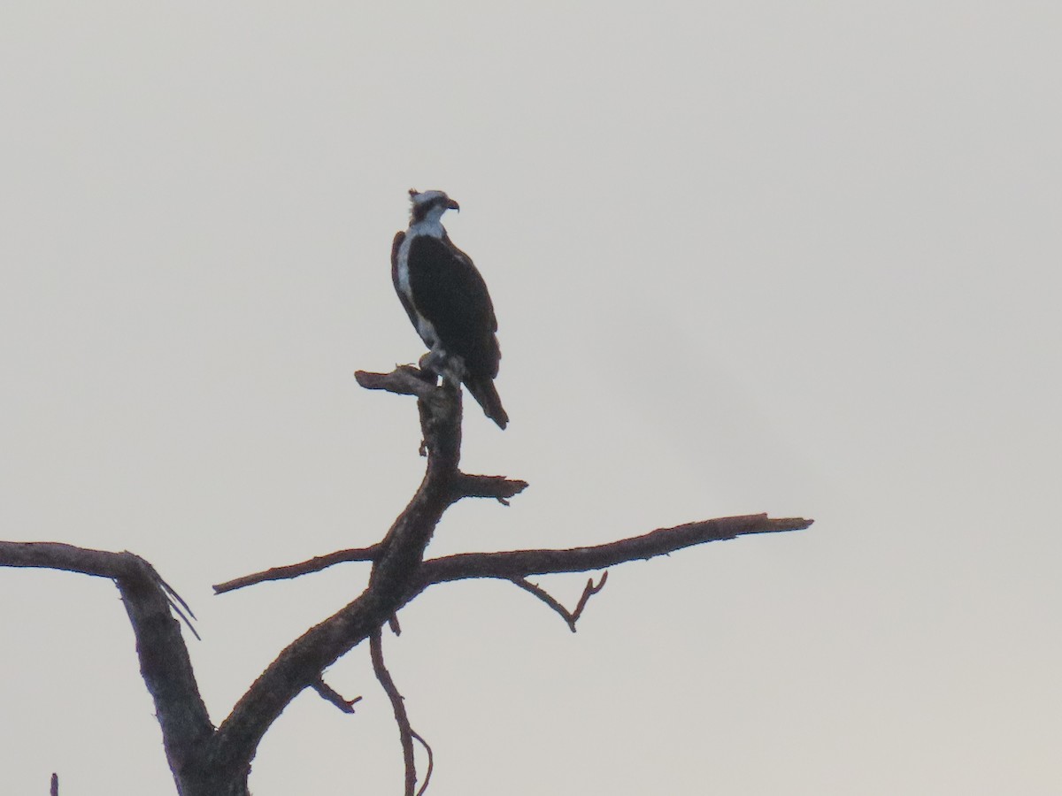 Osprey - ML643031342