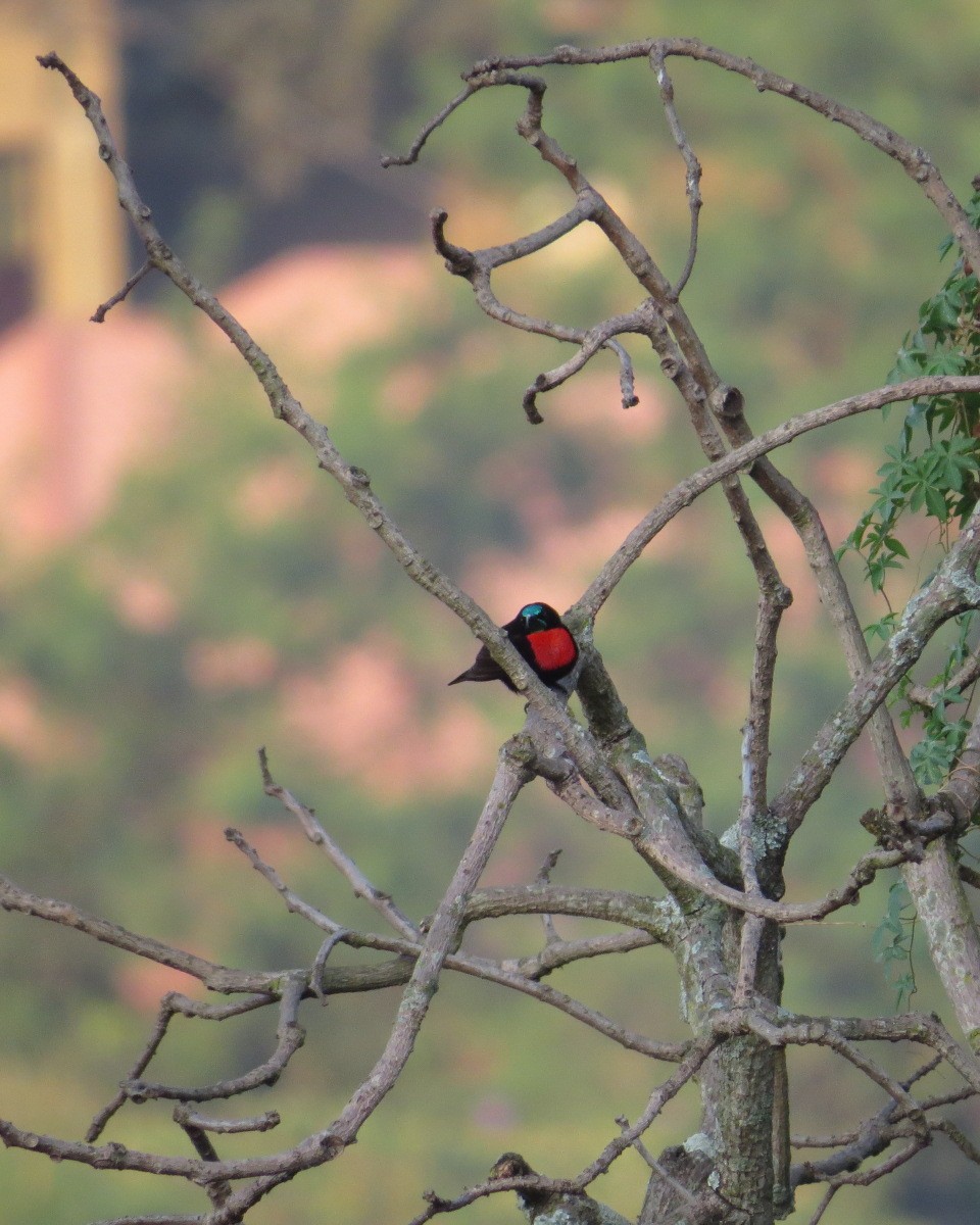 Scarlet-chested Sunbird - ML643031344