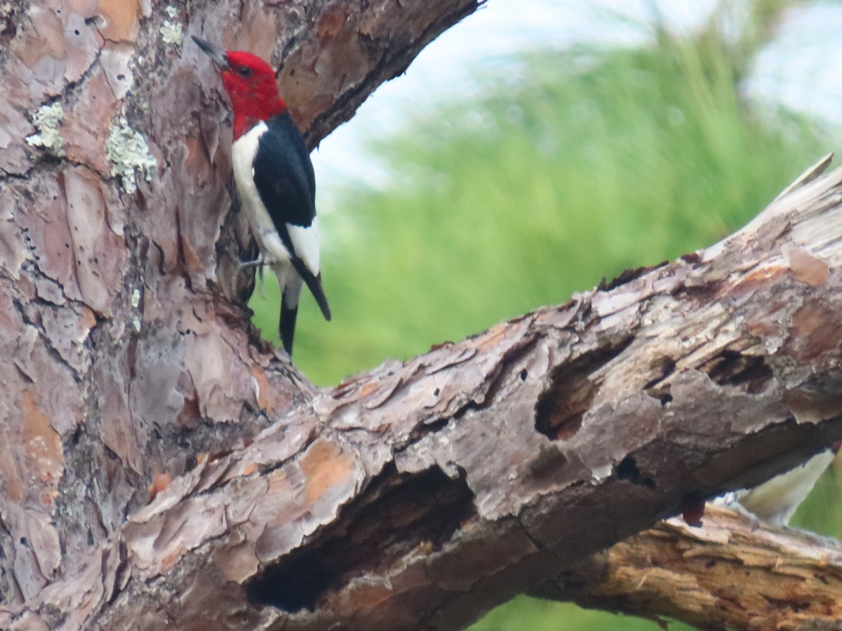 Red-headed Woodpecker - ML643031347