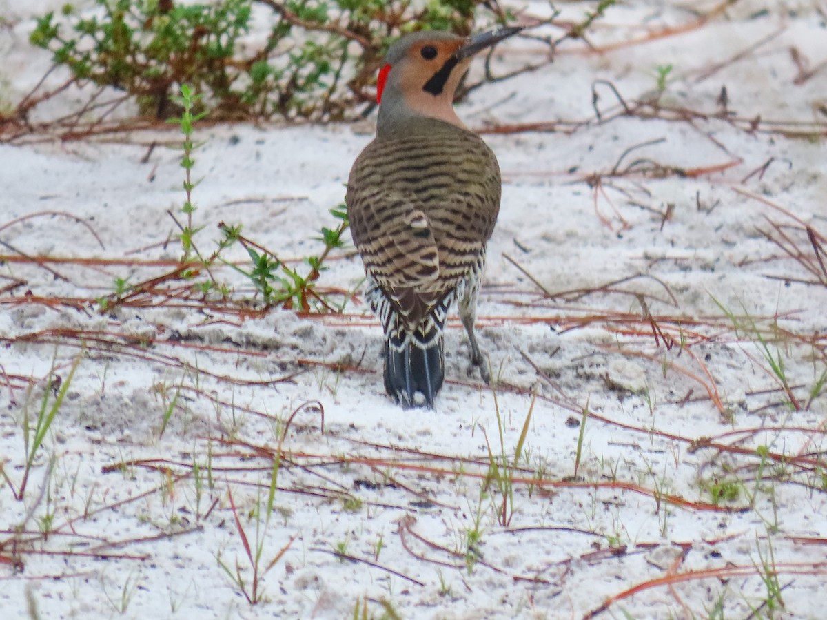 Northern Flicker - ML643031352