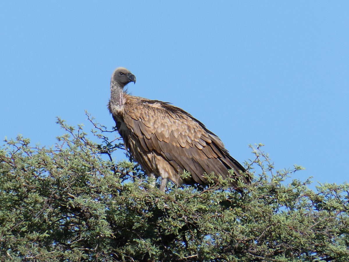 White-backed Vulture - ML643031354