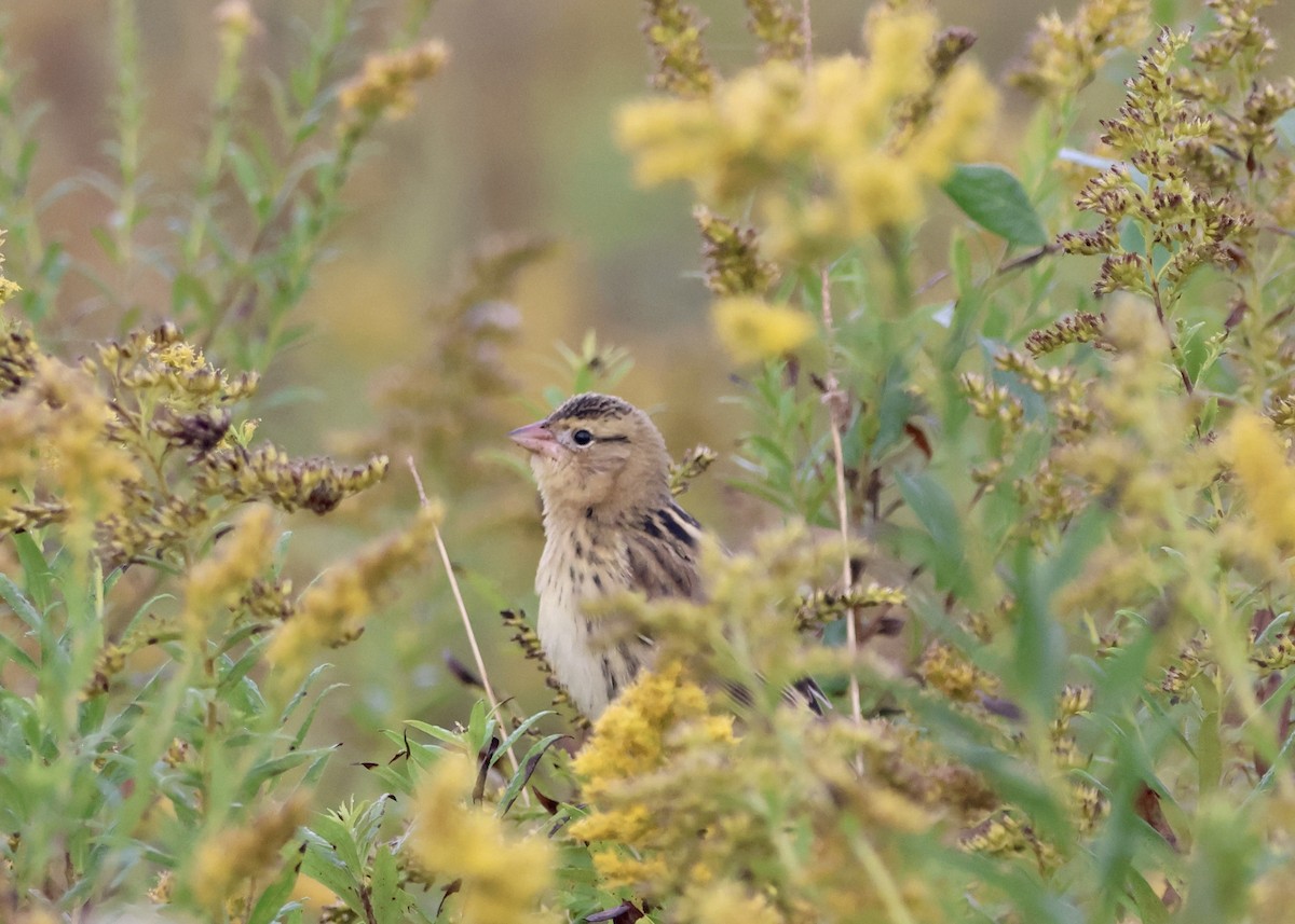 Bobolink - ML643031355