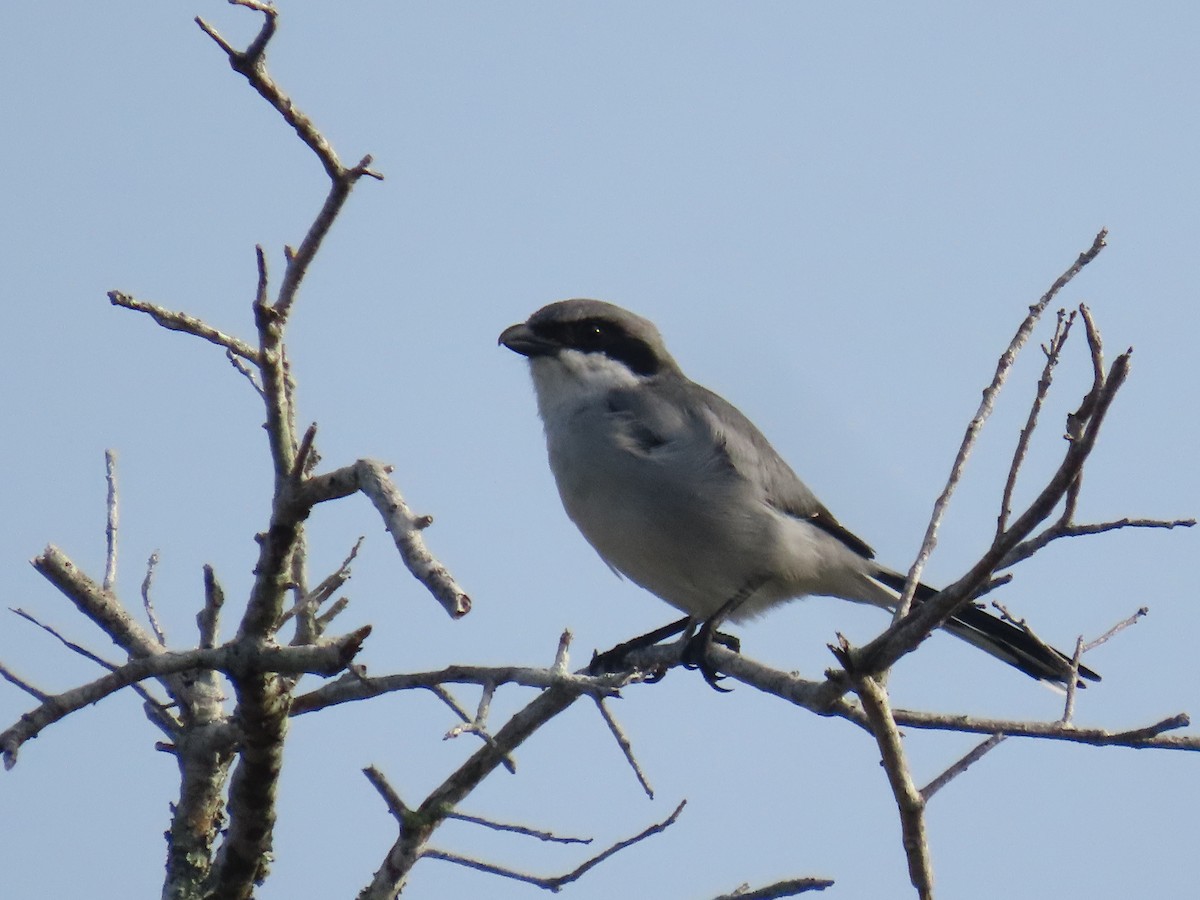 Loggerhead Shrike - ML643031356