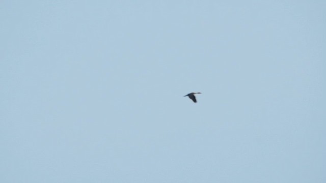 Fulvous Whistling-Duck - ML643031362