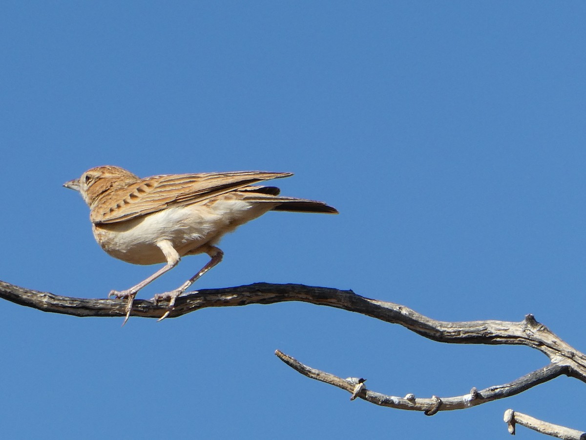 Fawn-colored Lark - ML643031363