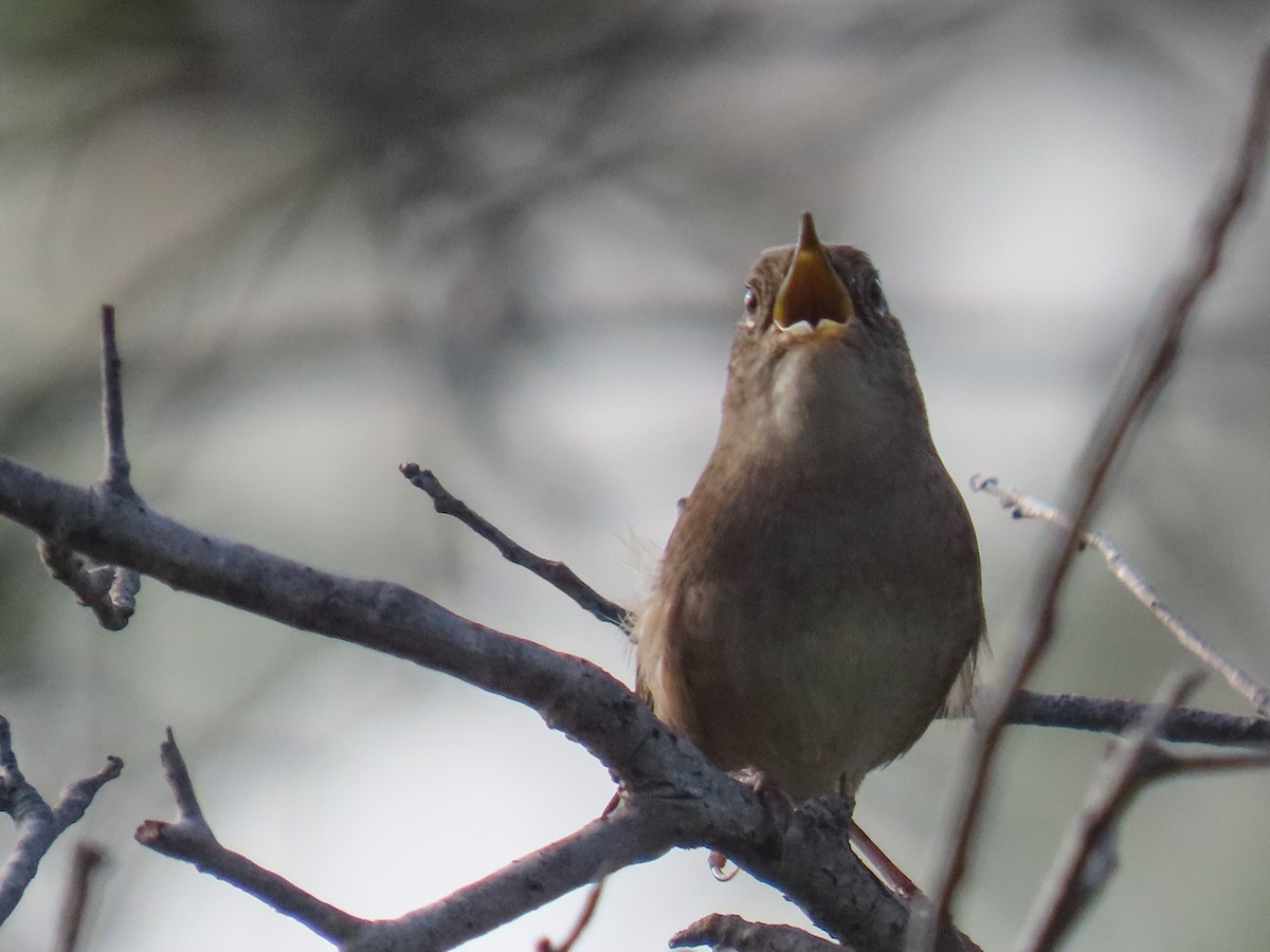 Northern House Wren - ML643031364