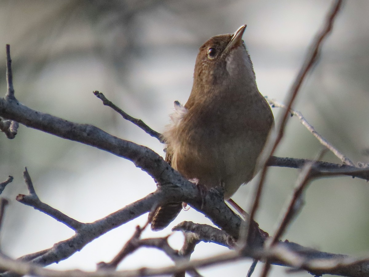 Northern House Wren - ML643031365