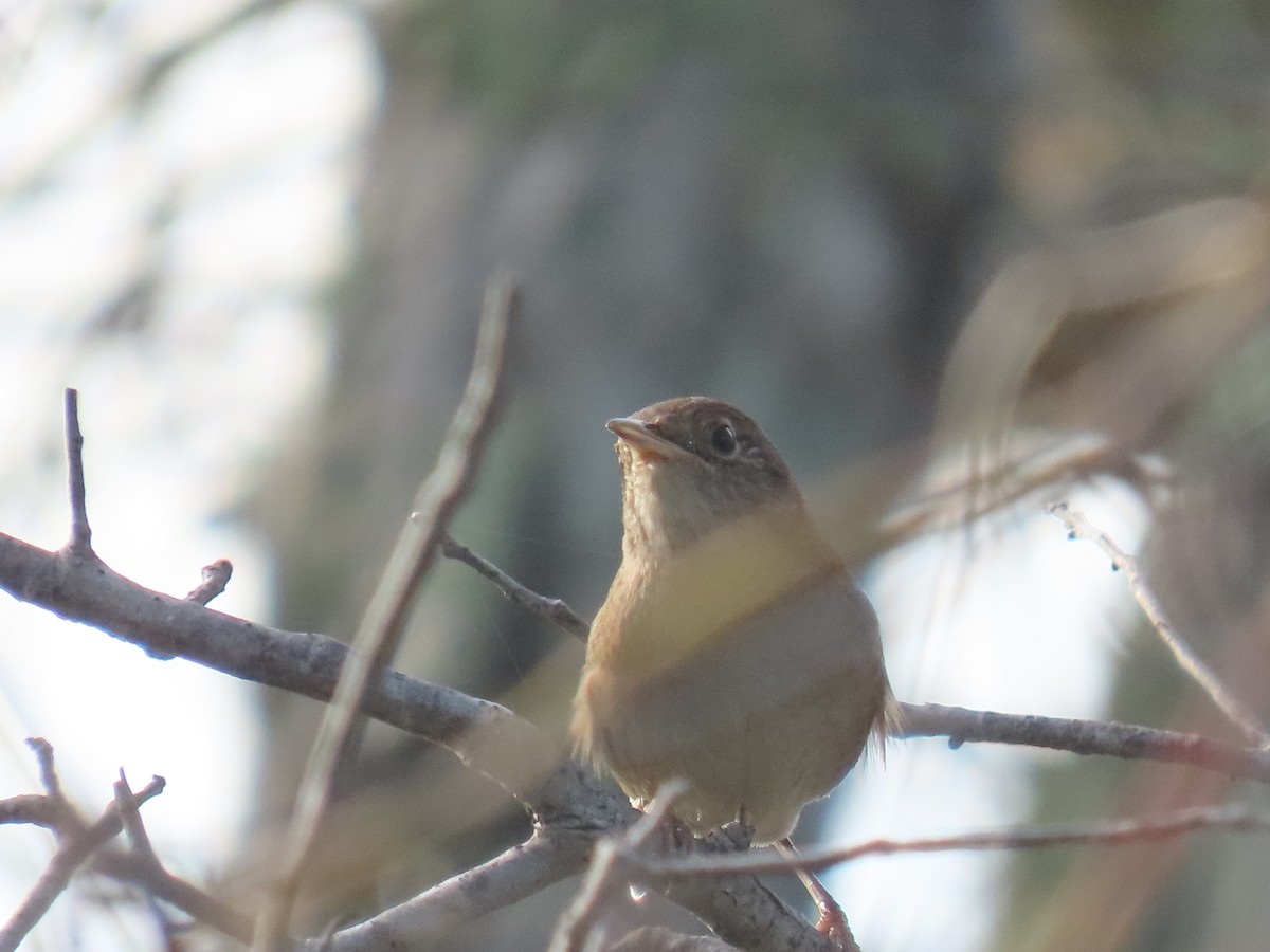 Northern House Wren - ML643031366
