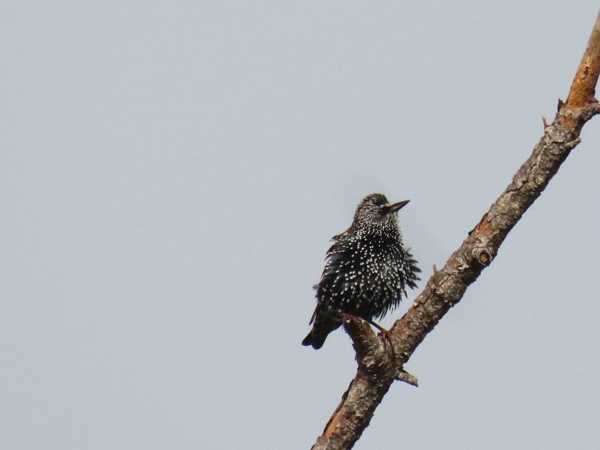 European Starling - ML643031375