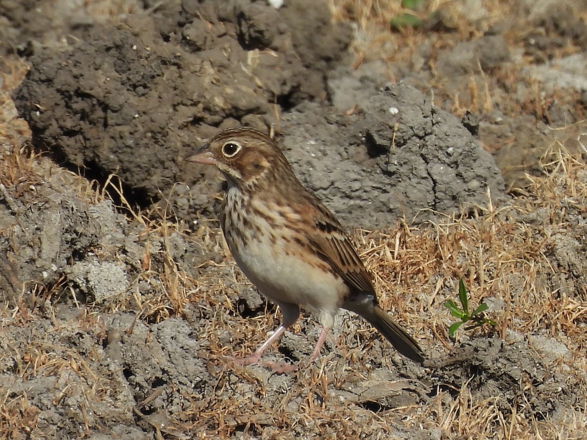 Vesper Sparrow - ML643031377