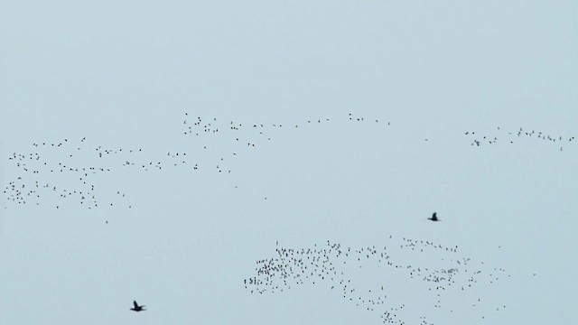 Black-tailed Godwit - ML643031378