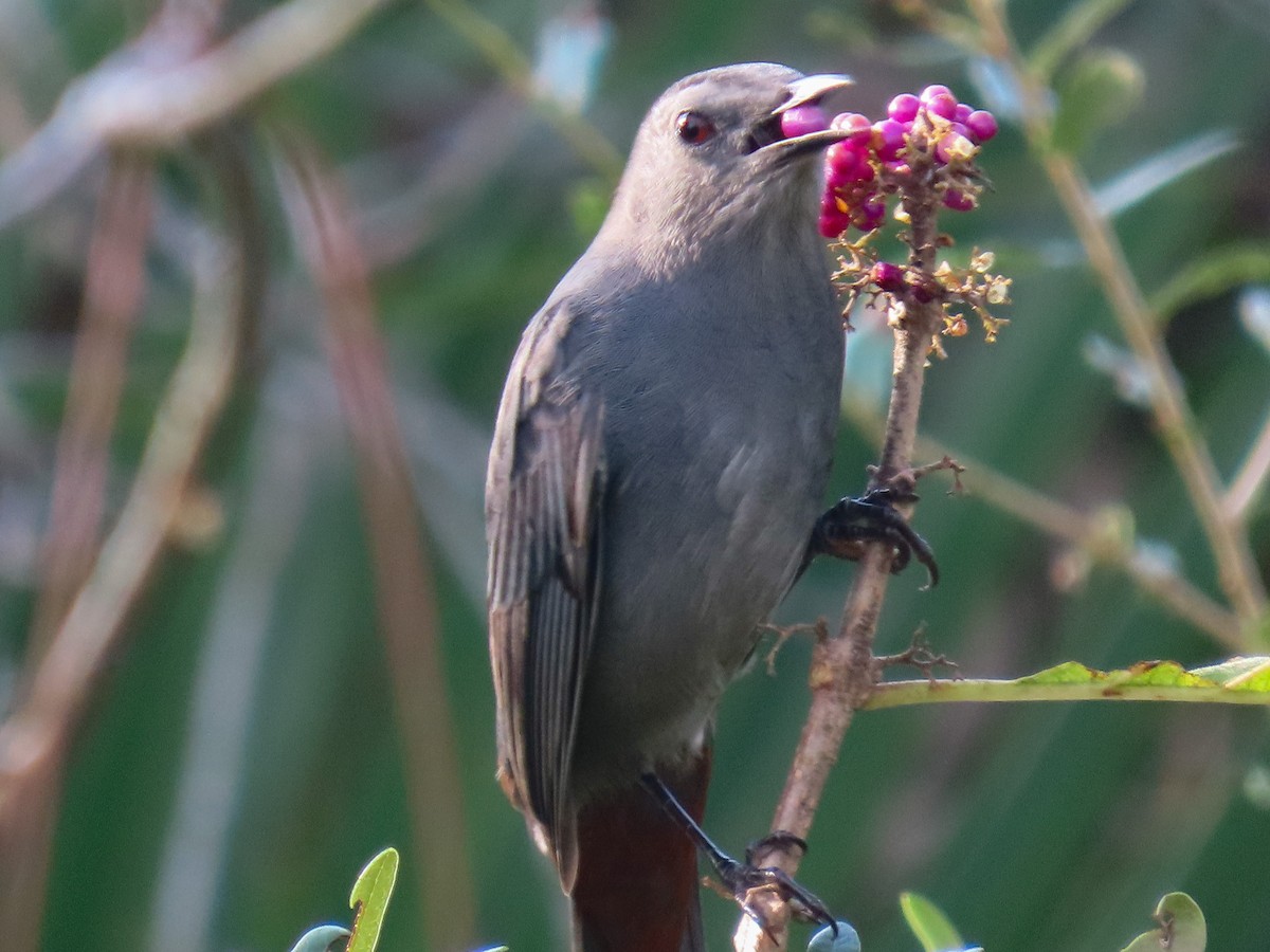 Gray Catbird - ML643031379