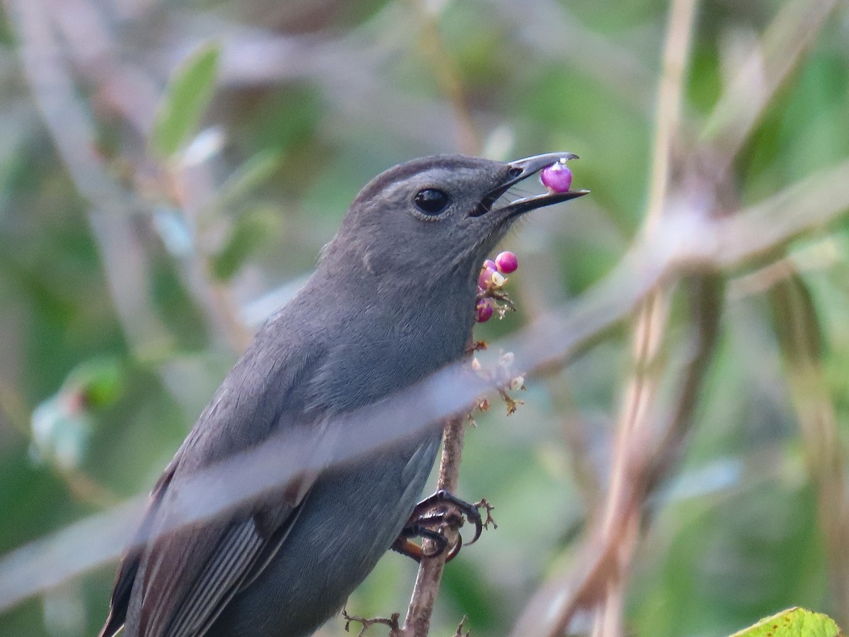Gray Catbird - ML643031380